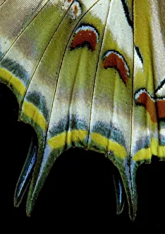 USA, Washington State, Sammamish. Tail wing detail tropical butterfly Charaxes