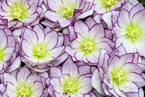 Hellebore Prints: USA, Washington State, Sammamish. Hellebores winter flowering design pattern