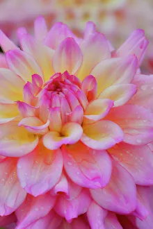 Circular Prints: USA, Washington State, Sammamish. Dahlia flower close-up of petals