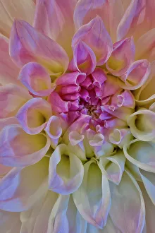 Circular Prints: USA, Washington State, Sammamish. Dahlia flower close-up of petals