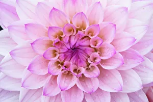 Circular Prints: USA, Washington State, Sammamish. Dahlia flower close-up of petals