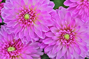 Circular Prints: USA, Washington State, Sammamish. Dahlia flower close-up of petals