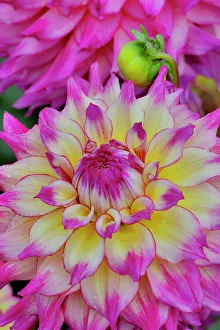 Dahlia Prints: USA, Washington State, Sammamish. Dahlia flower close-up of petals