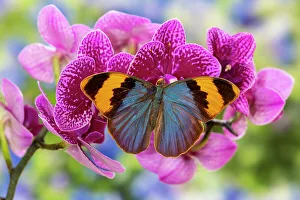 USA, Washington State, Sammamish. Tropical butterfly on flowering tropical orchid