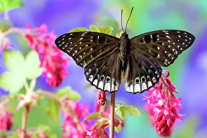 Flowering Prints: USA, Washington State, Sammamish. Tropical butterfly on flowering wild pink currant