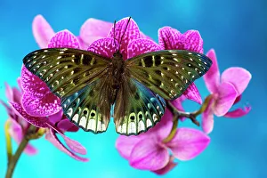 Orchid Prints: USA, Washington State, Sammamish. Tropical butterfly on flowering tropical orchid