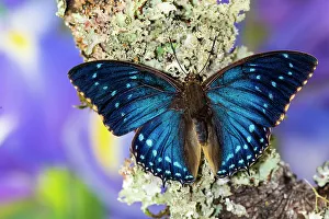 Lichen Prints: USA, Washington State, Sammamish. Blue tropical butterfly in the Charaxes family