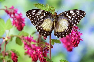 Currant Prints: USA, Washington State, Sammamish. Tropical butterfly on pink wild currant blooms
