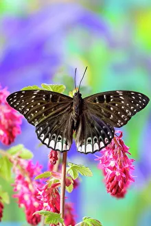 Flowering Prints: USA, Washington State, Sammamish. Tropical butterfly on flowering wild pink currant