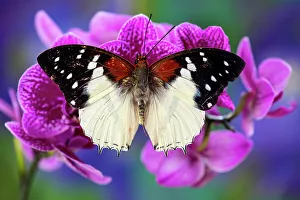 Orchid Prints: USA, Washington State, Sammamish. Tropical butterfly in the Charaxes family on orchids