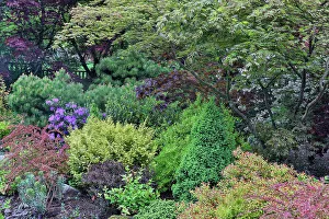 Barberry Prints: USA, Washington State, Sammamish. Garden front yard and deer proof