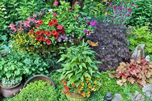 Yard Prints: USA, Washington State, Sammamish. Garden in summer bloom. (PR)