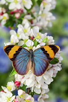 Crabapple Prints: USA, Washington State, Sammamish. Tropical butterfly on flowering crabapple