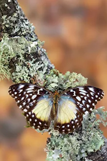 Lichen Prints: USA, Washington State, Sammamish. Tropical butterfly on lichen covered branch