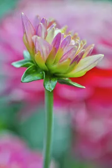 Dahlia Prints: USA, Washington State, Sammamish. Dahlia flower just opening