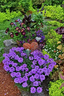 Zinnia Prints: USA, Washington State, Sammamish