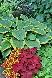 Shade Prints: USA, Washington State, Sammamish. Garden with hosta and coleus, red, maroon