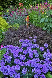 Zinnia Prints: USA, Washington State, Sammamish