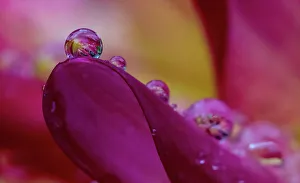 Images Dated 5th January 2024: USA, Washington State, Sammamish. Dewdrops on dahlia flower and reflections