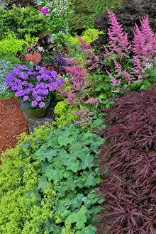Zinnia Prints: USA, Washington State, Sammamish