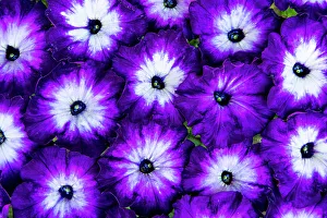 Petunia Prints: USA, Washington State, Sammamish. Petunia blooms laid out in a pattern