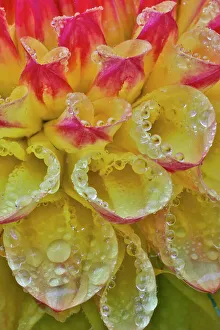 Dahlia Prints: USA, Washington State, Sammamish. Dahlia flower close-up of petals