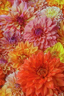 USA, Washington State, Sammamish. Dahlia grouping flower pattern and design