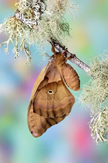 USA, Washington State, Sammamish. Antheraea polyphemus silk moth of north America