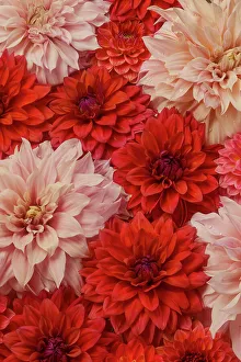 Dahlia Prints: USA, Washington State, Sammamish. Dahlia grouping flower pattern and design