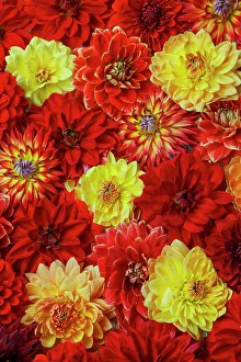 Dahlia Prints: USA, Washington State, Sammamish. Dahlia grouping flower pattern and design