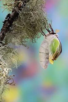 USA, Washington State, Sammamish. Luna silk moth just hatching out and expanding its wings