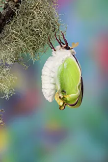 Moth Prints: USA, Washington State, Sammamish. Luna silk moth just hatching out and expanding its wings