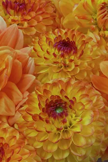 USA, Washington State, Sammamish. Dahlia grouping flower pattern and design