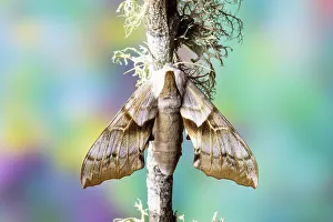 Lichen Prints: USA, Washington State, Sammamish. Sphinx moth resting on moss covered branch