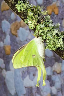 Closed Prints: USA, Washington State, Sammamish. Luna silk moth lime green with long tail on hind wings
