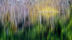 USA, Washington State, Sammamish. Small pond with reflections of spring colors on trees and their reflections