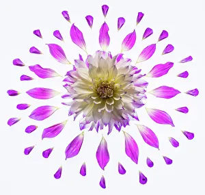 White Background Prints: USA, Washington State, Sammamish. Dahlia and petals in circular design on a light table