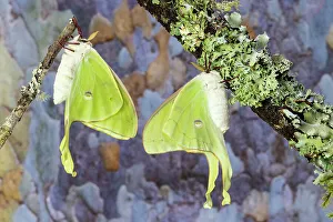 Long Prints: USA, Washington State, Sammamish. Luna silk moth lime green with long tail on hind wings