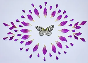White Background Prints: USA, Washington State, Sammamish