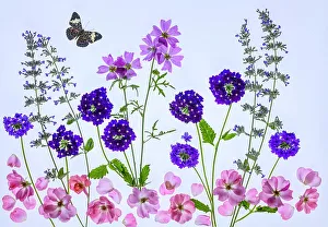 White Background Prints: USA, Washington State, Sammamish. Flowers laid out on light table as a flower arrangement