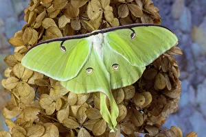 USA, Washington State, Sammamish. Luna silk moth lime green with long tail on hind wings