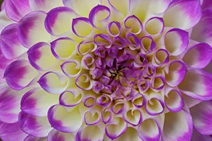 Lavender Prints: USA, Washington State, Sammamish