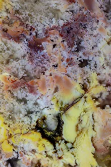 Mineral Prints: USA, Washington State, Sammamish. Close-up pattern design of agate