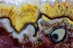 USA, Washington State, Sammamish. Quetzalcoatl Agate close-up