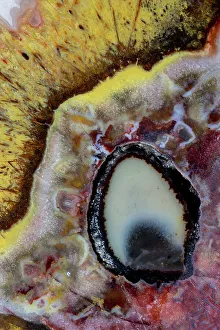USA, Washington State, Sammamish. Quetzalcoatl Agate close-up