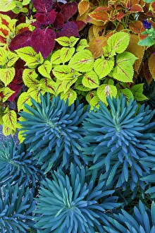 Blue Green Prints: USA, Washington State, Sammamish