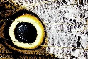 Eye Spot Prints: USA, Washington State, Sammamish. Close-up detail of eye-spot of butterfly wing