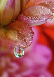 Dahlia Prints: USA, Washington State, Sammamish. Dewdrops on dahlia reflecting a dahlia in the background