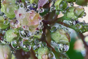 Dew Drop Prints: USA, Washington State, Sammamish. Dewdrops on sedum starry flowers