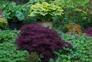 Geranium Prints: USA, Washington State, Sammamish. Garden in springtime colors with hosta, Japanese maple